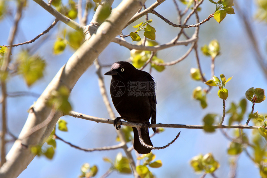 布鲁尔的黑鸟笼在树上图片