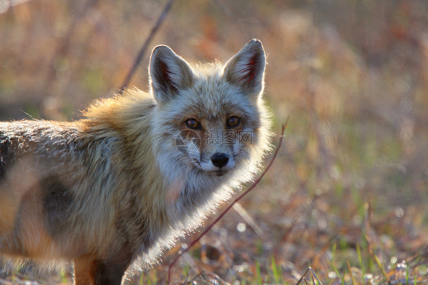 马尼托巴省Hecla岛红狐成人环境食肉新世界哺乳动物捕食者栖息地乡村水平动物群野生动物图片