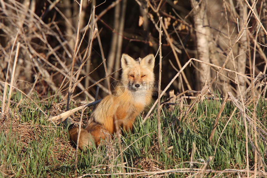 马尼托巴省Hecla岛的红狐狗图片