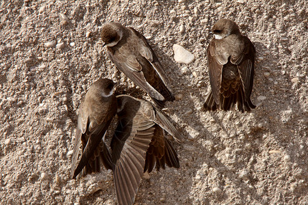 燕子麻雀燕子银行紧靠在碎石丘旁栖息地野生动物女性受保护荒野水平动物群食虫者新世界动物背景