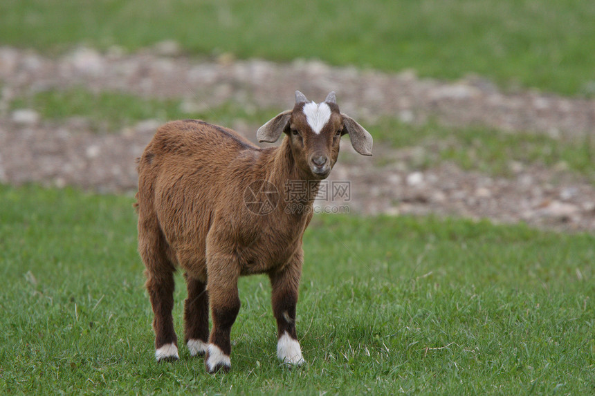 马尼托巴牧场的山羊小孩图片