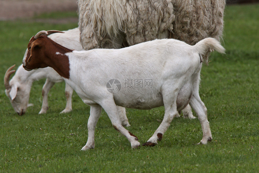 保姆和比利山羊与羊羔一起在牧场中放牧图片