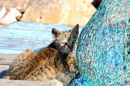 海虎翅猫和渔网背景