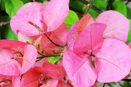 粉红加冰镇树叶珍珠叶子树木公园绿色奇观红色粉色植物高清图片