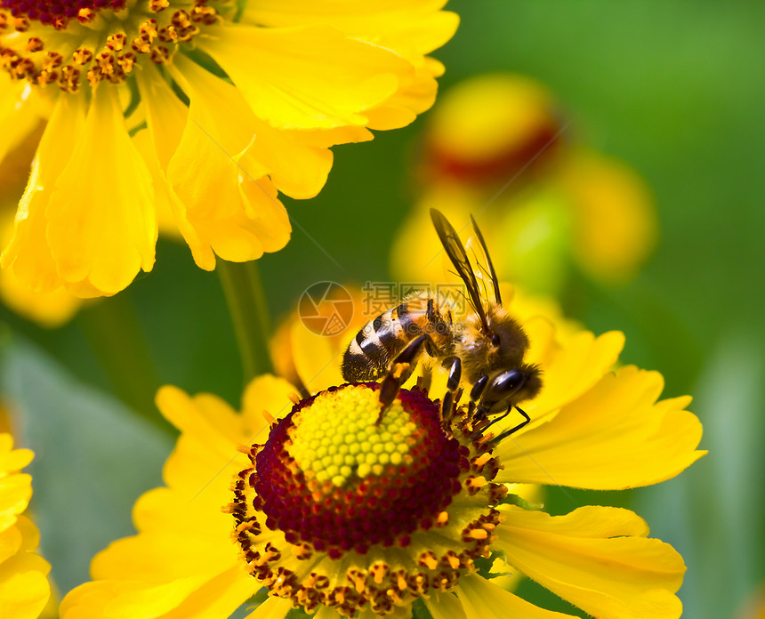 黄花上的小蜜蜂植物花园黄色条纹蜂蜜花瓣花粉活力粉色荒野图片