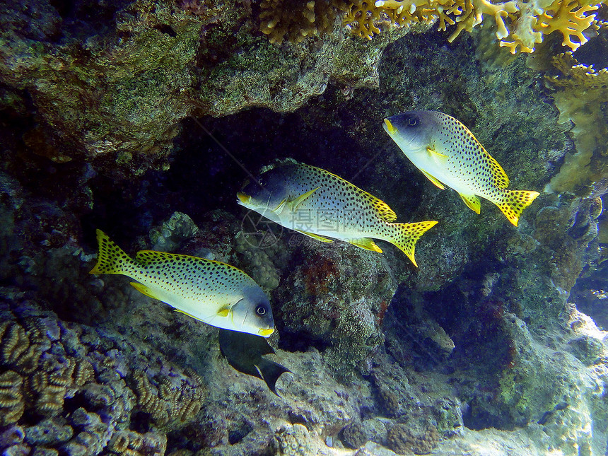 三条鱼珊瑚图片