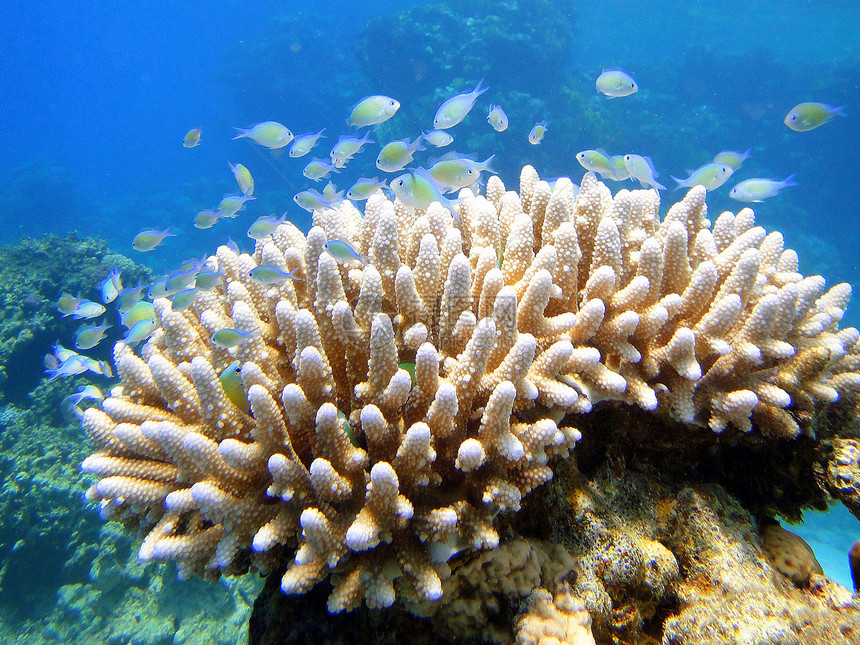 珊瑚上的猎食性鱼类图片
