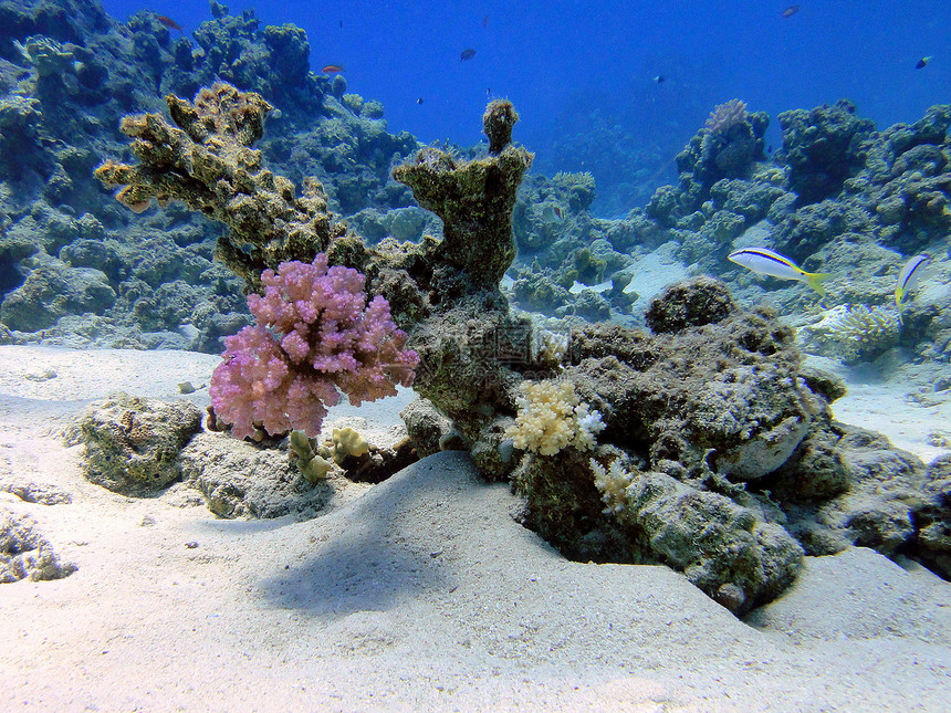 进化珊瑚图片