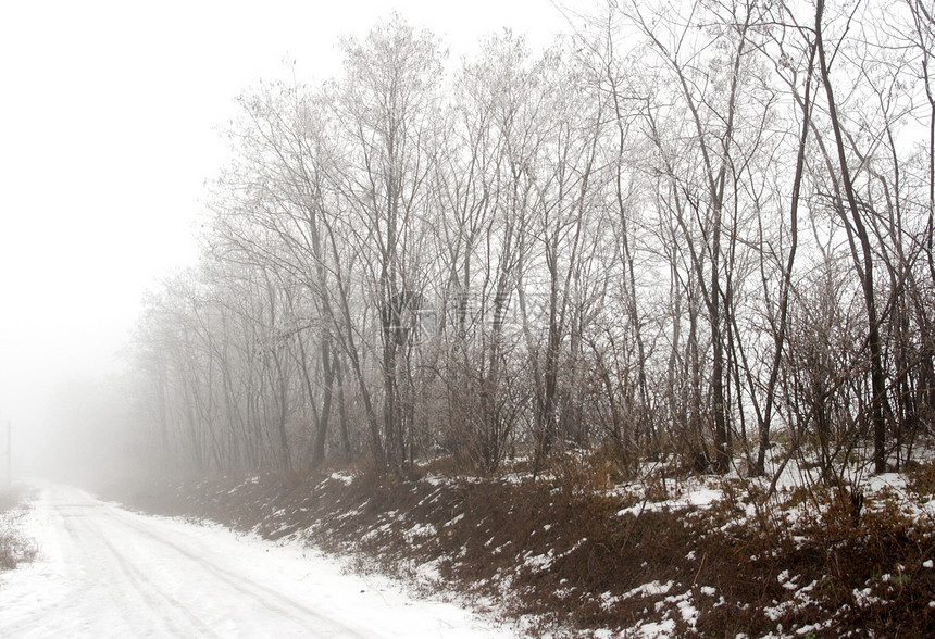 雾情绪森林阴霾气氛树木小路天气分支机构下雨木头图片
