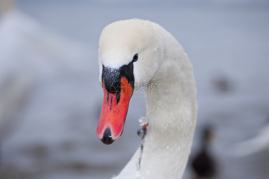 白天鹅在寒冬日反射生物学荒野羽毛脖子动物动物学翅膀图片