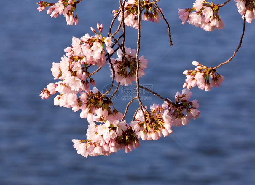 蒂达尔盆地的樱花树旅游季节节日公园购物中心粉色年度潮汐城市直流电图片