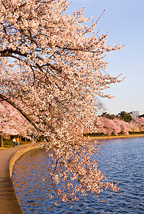 潮汐盆地蒂达尔盆地的樱花树年度季节建筑学旅游粉色潮汐公园旅行购物中心城市背景