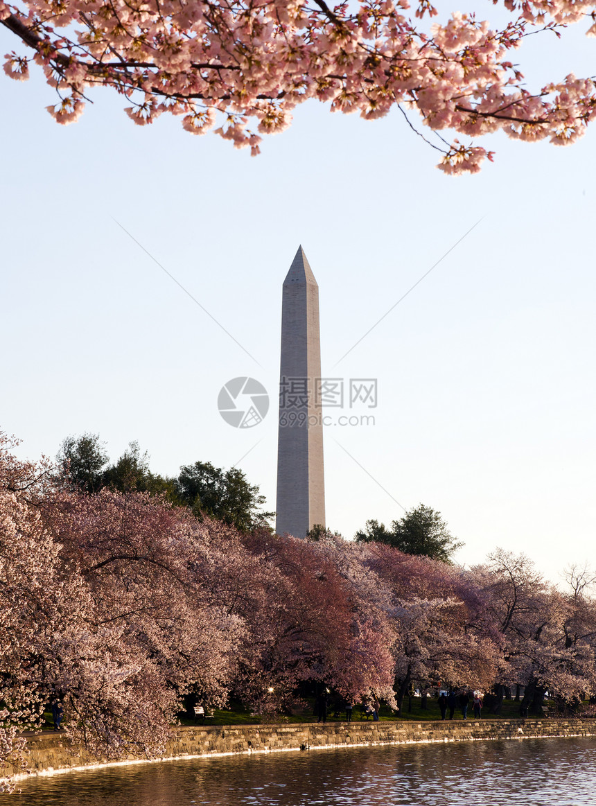 和华盛顿纪念碑公园购物中心建筑学直流电城市粉色旅行季节纪念碑年度图片