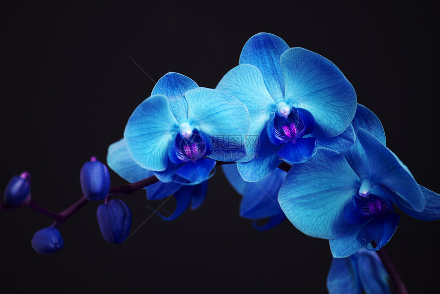 蓝色兰花 带芽植物脆弱性奢华活力电影花束紫色热带枝条气候图片