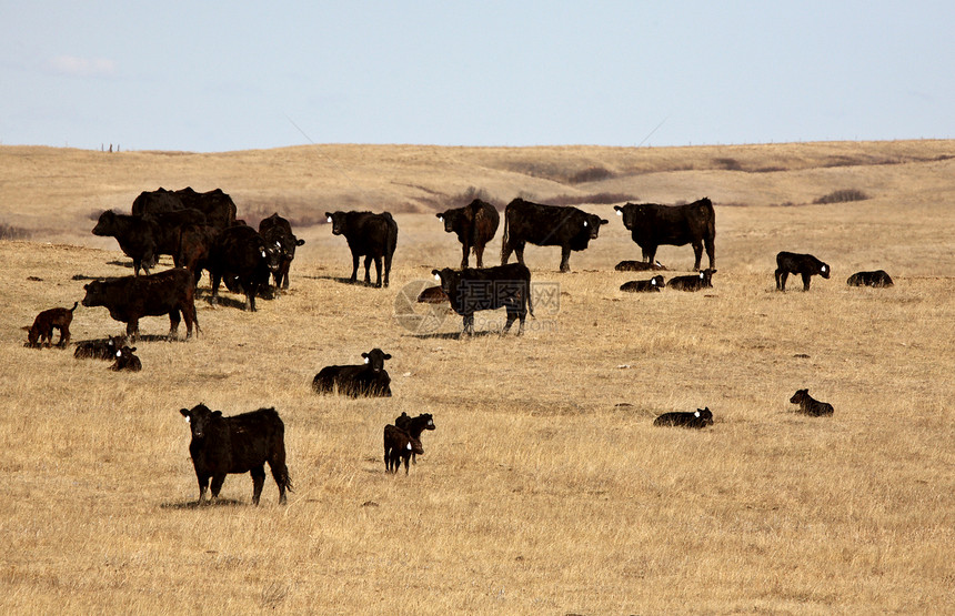 早春幼小牛群和牧牛群图片