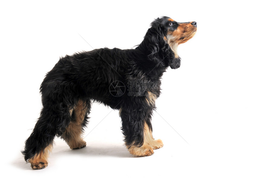 英语斗鸡棕色工作室黑色小狗白色犬类动物猎犬宠物图片