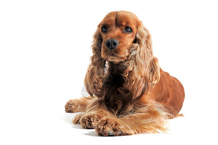 英语斗鸡工作室动物宠物棕色白色犬类猎犬背景图片