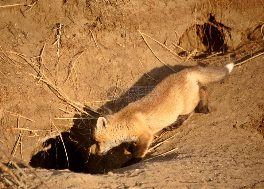 红狐小狗在洞穴套件动物群水平书房捕食者野生动物环境狐狸乡村哺乳动物图片