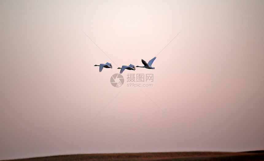 天鹅在日落前飞翔翼展受保护荒野动物群栖息地航班动物风景翅膀移民图片