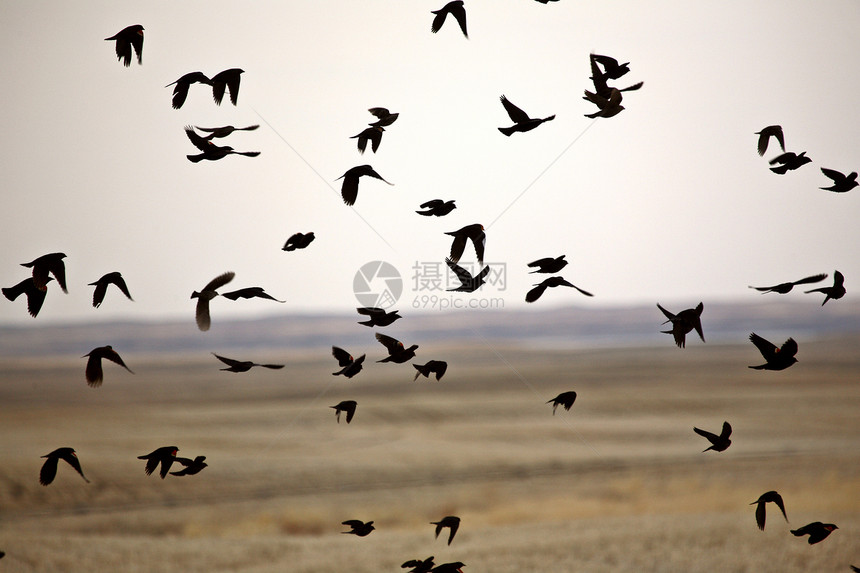 黑色鸟群飞来飞去图片