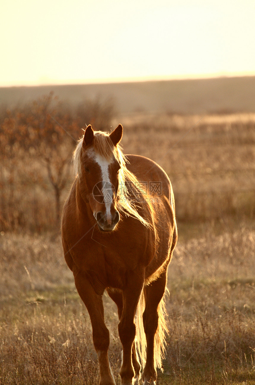 马在牧中场景灯光动物乡村牧场阳光农场旅行农村图片