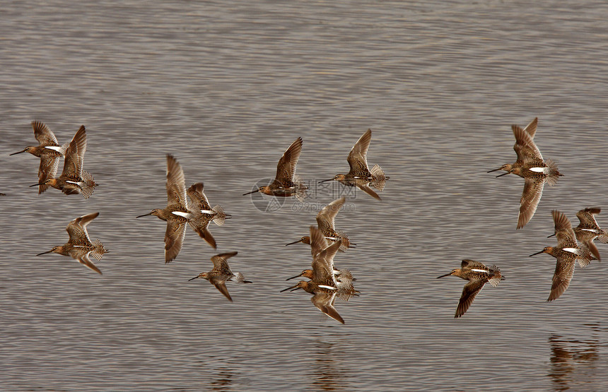 在模式飞行中的长计费长的 Dowderer栖息地动物群野生动物翼展翅膀池塘航班泥沼动物滨鸟图片