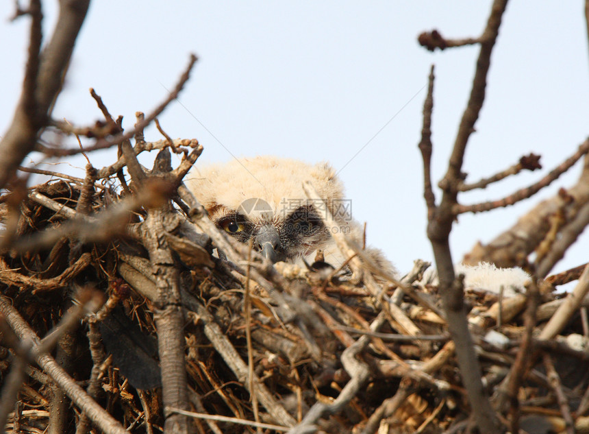 巢中的大角手袋农村动物雏鸟场景保护荒野国家物种猫头鹰风景图片