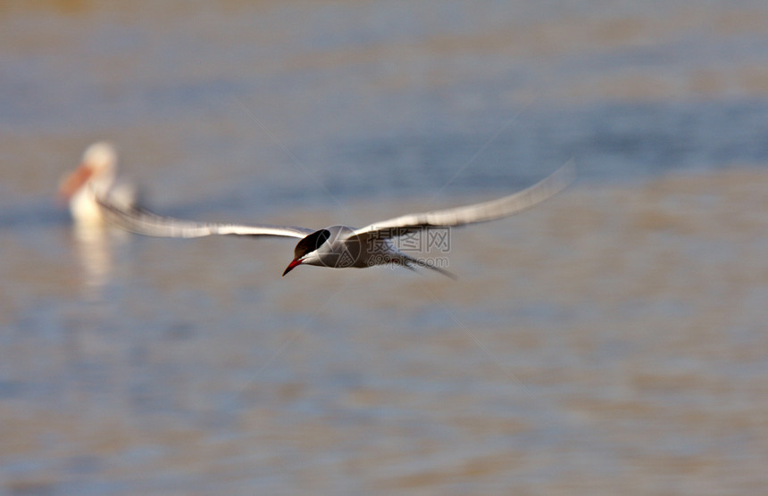 福斯特的泰恩号正在飞行翼展航班乡村保护燕鸥昆虫翅膀栖息地水平野生动物图片