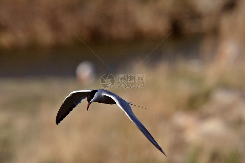 福斯特的泰恩号正在飞行荒野野生动物翼展昆虫水平保护燕鸥乡村栖息地翅膀图片
