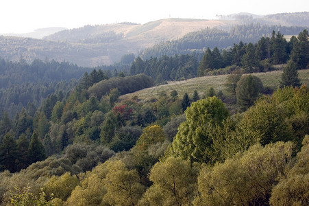 横向景观植被植物群场地森林丘陵背景图片