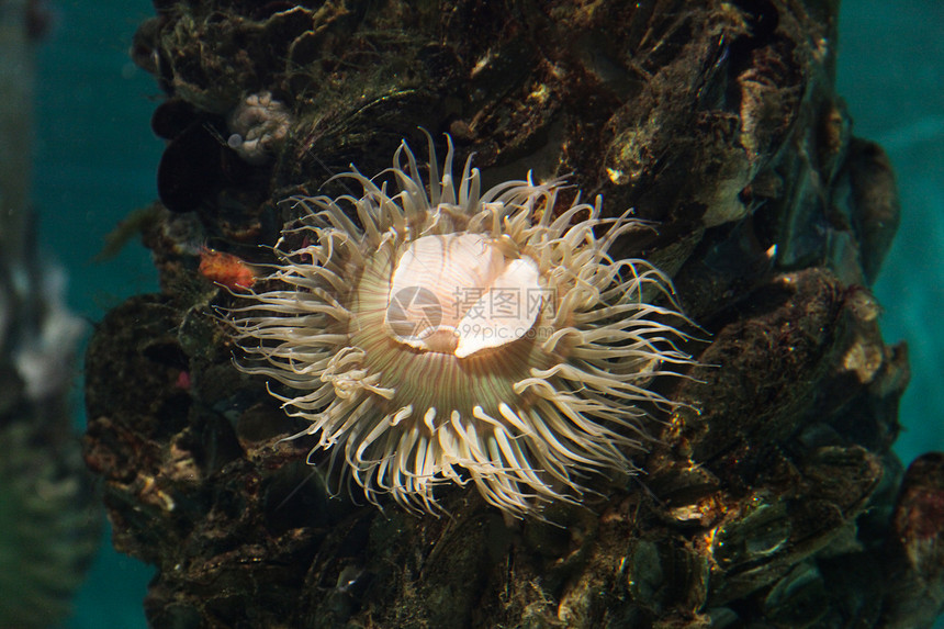 海葵海洋生物海上生活水生生物海葵图片