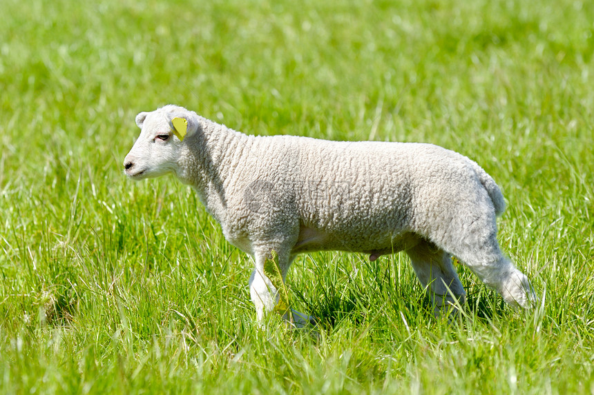 羔羊哺乳动物农田农业场景少年羊毛动物农村耳朵手表图片