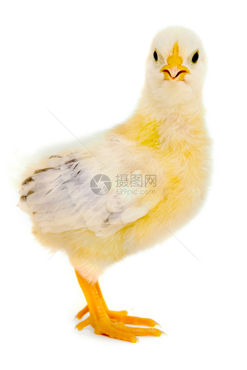 鸡宝宝生长农场母鸡家畜家禽动物工作室翅膀新生小鸡图片