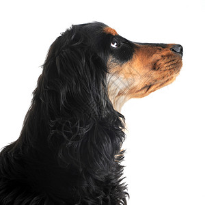 英语斗鸡黑色工作室动物猎犬犬类简介宠物白色背景图片