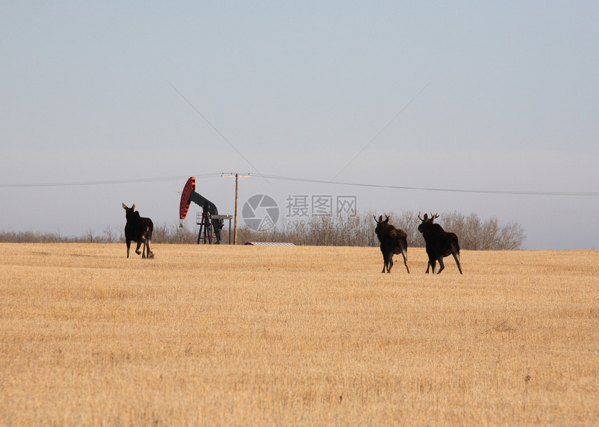 三只驼鹿向石油钻井平台冲去图片