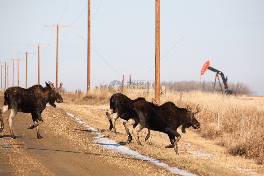 油井附近三条摩鹿穿越国家公路图片