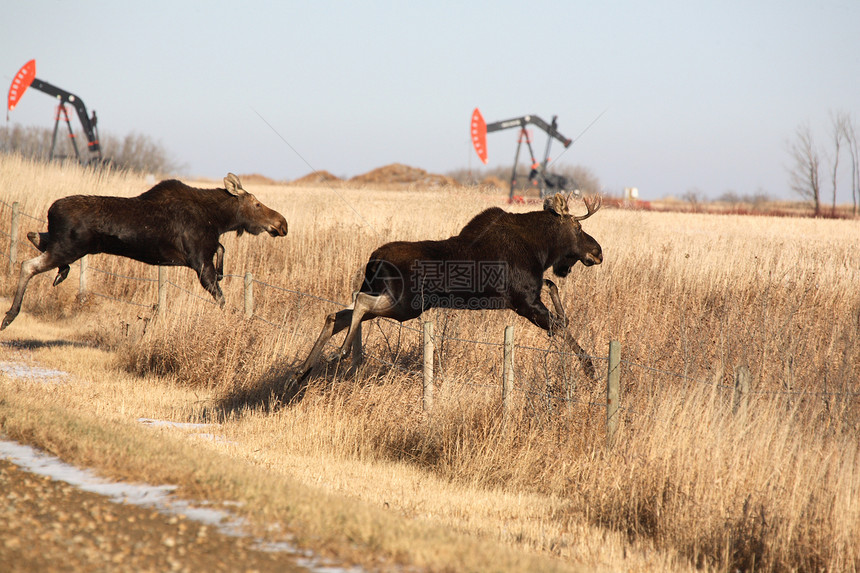 雄幼和雌雄驼鹿从铁丝网栅栏上跳跃照片野生动物居民鹿角帽子保护栖息地靴子牛仔美术图片