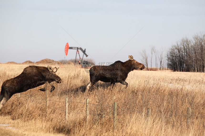 雄幼和雌雄驼鹿从铁丝网栅栏上跳跃牛仔哺乳动物栖息地荒野石油茬地常年风景野生动物车轮图片