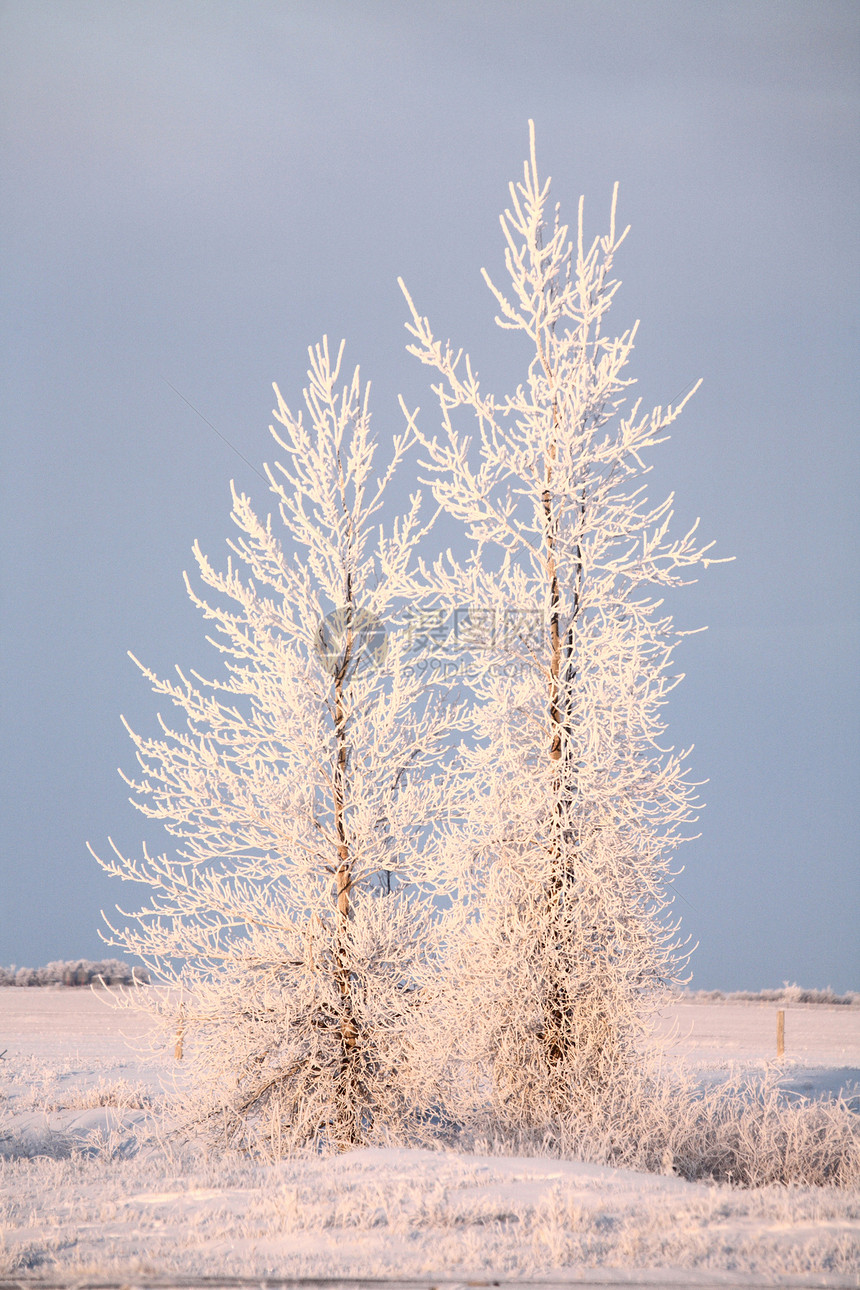 冬天的青霜覆盖了树木场景乡村旅行牛仔靴子水平农村风景蓝天车轮图片