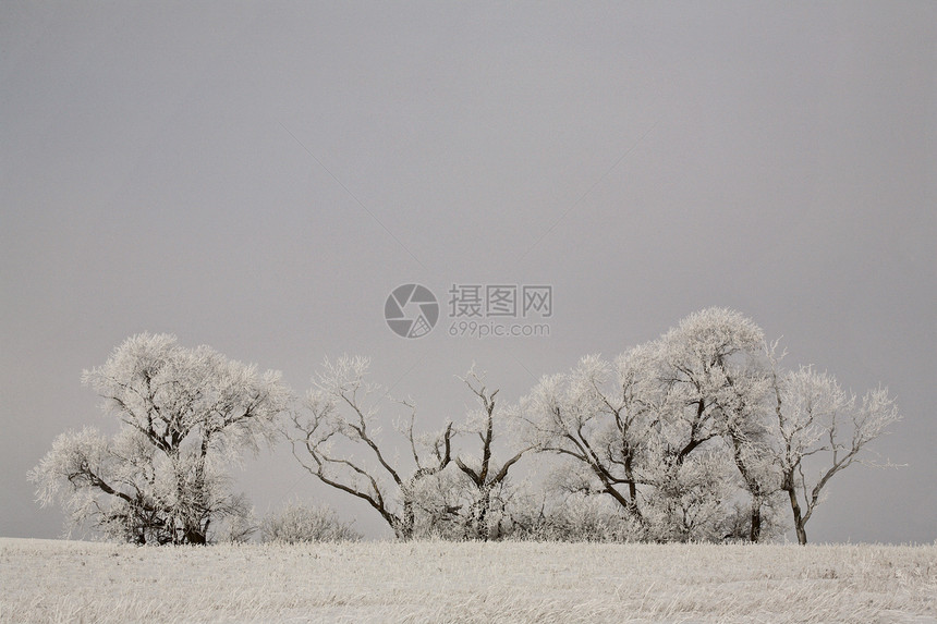 冬天的青霜覆盖了树木灌木丛农村国家风景农业植被水平旅行场景乡村图片