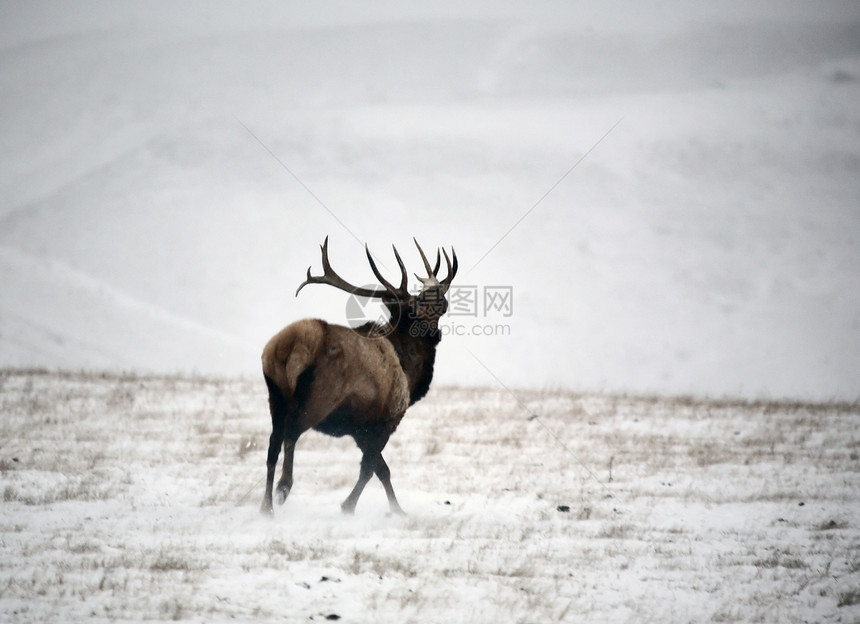 冬天的马驼鹿图片