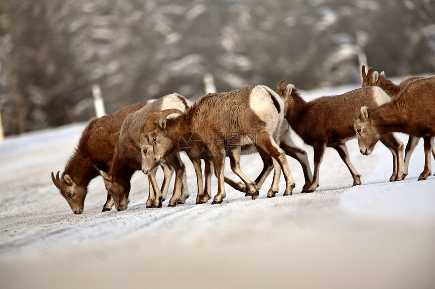 冬天的大角羊物种风景动物群水平动物荒野栖息地哺乳动物环境内存图片
