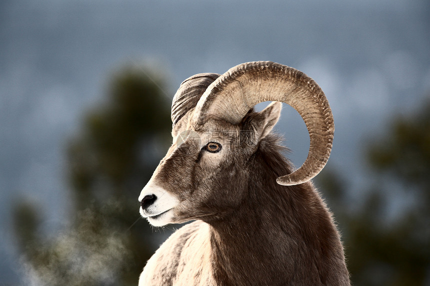 冬天的大角羊新世界水平野生动物内存动物动物群风景环境牛角荒野图片