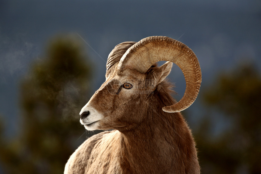 冬天的大角羊动物群哺乳动物环境风景野生动物动物牛角内存荒野物种图片