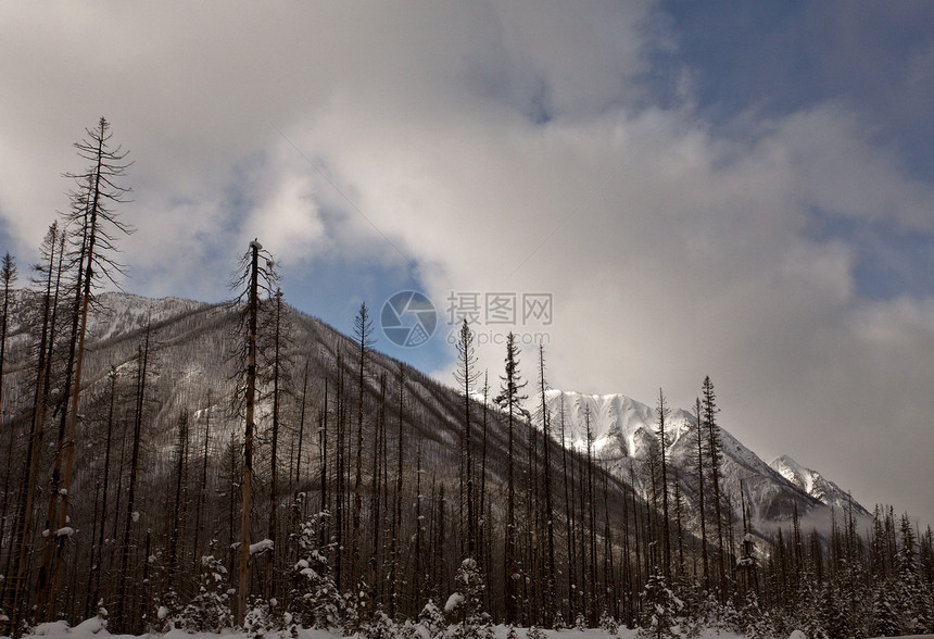 冬季落基山脉白色悬云丘陵水平场景荒野树木风景旅行多云图片