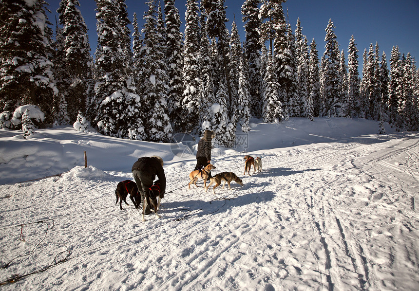 艾伯塔省的狗牌赛车运动水平小狗阴影树木踪迹娱乐旅行图片