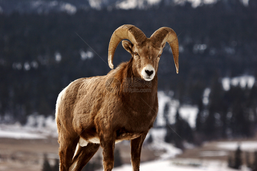 冬天的大角羊野生动物水平哺乳动物动物风景荒野环境牛角内存物种图片
