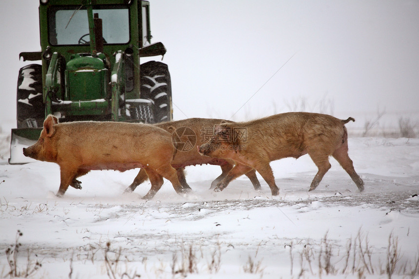 冬天的猪水平农业母猪农场产业猪肉旅行动物乡村图片