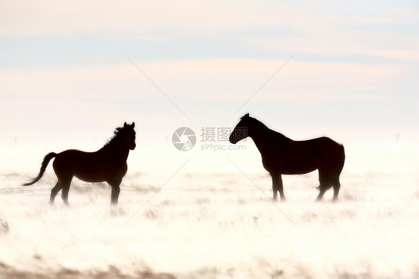 冬天的马匹旅行牧场场景水平农村乡村农场动物图片