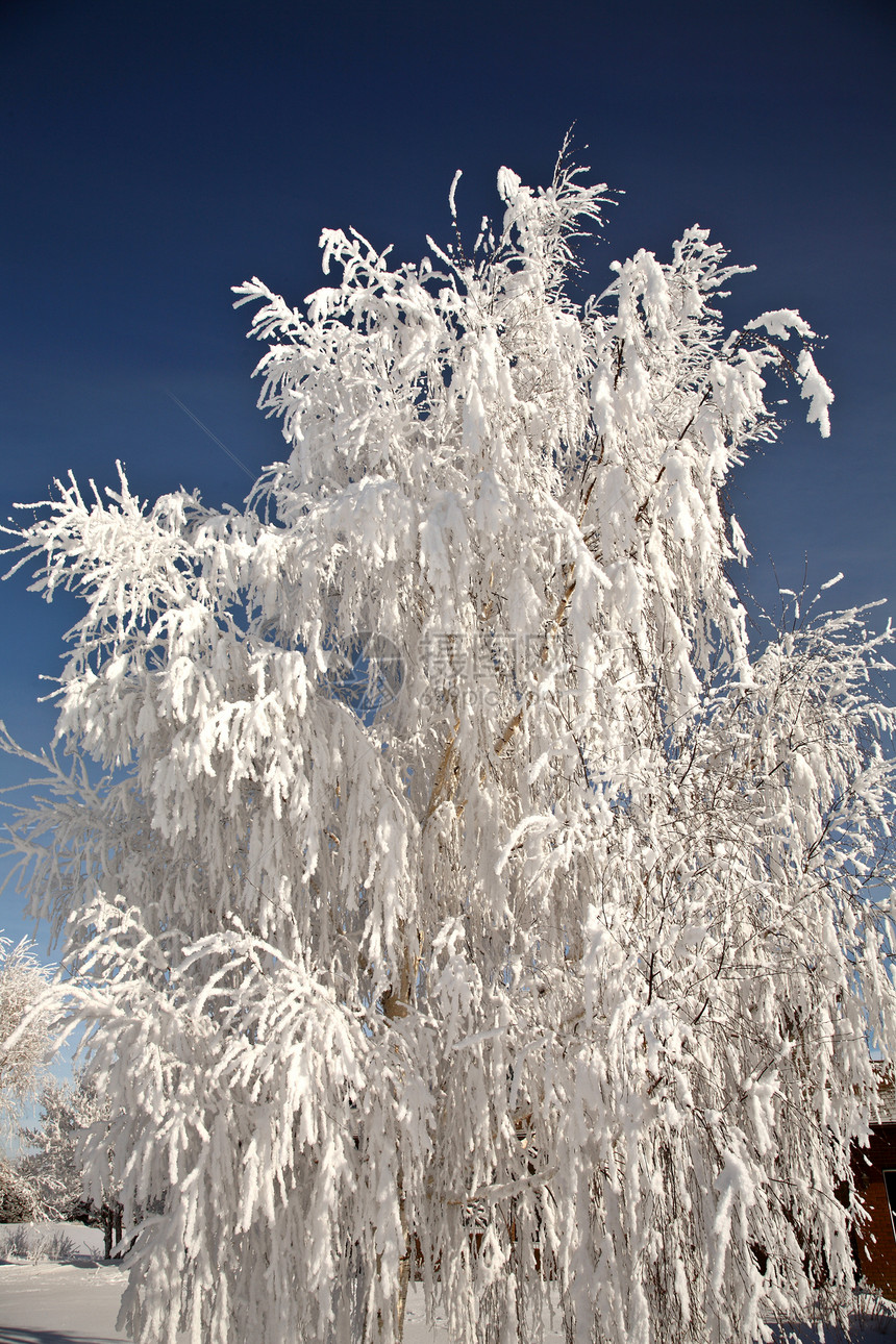 树上重霜冻图片